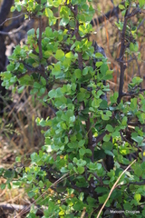 Maytenus undata