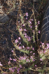 Chamaenerion colchicum