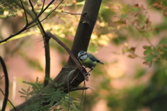 Cyanistes caeruleus