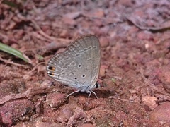 Euchrysops cnejus cnejus