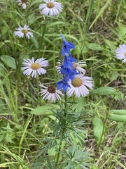 Delphinium barbeyi