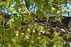 Juglans major