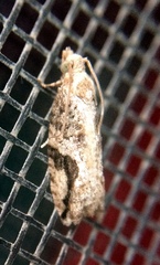 Proteoteras crescentana