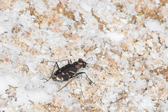 Cicindela tranquebarica