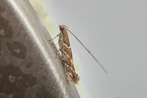 Ąžuolinė dėminė keršakandė nuotrauka