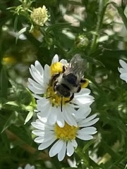 Melissodes druriellus