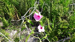 Apocynoideae