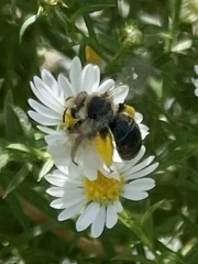 Melissodes druriellus