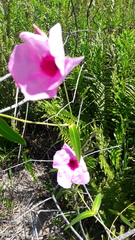Apocynoideae