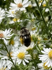 Melissodes druriellus
