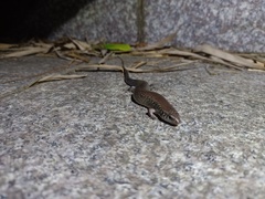 Ateuchosaurus chinensis