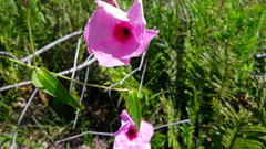 Apocynoideae