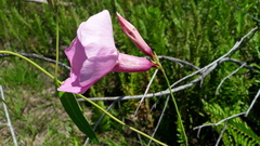 Apocynoideae