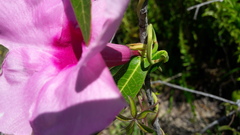 Apocynoideae