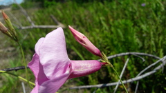 Apocynoideae