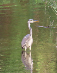 Ardea cinerea