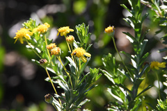 Euryops algoensis