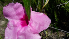 Apocynoideae