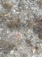 Allium schoenoprasum