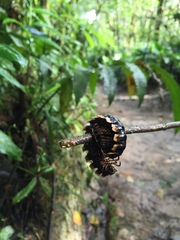 Diplopoda