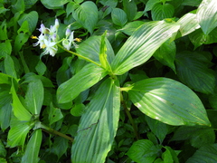 Tinantia macrophylla