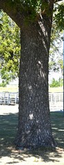 Juglans major