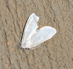 Rupela