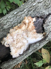 Hericium americanum