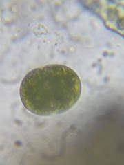 Cosmarium pseudoconnatum