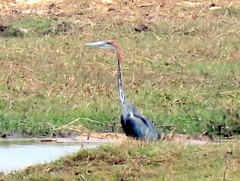 Ardea goliath