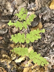Osmunda claytoniana