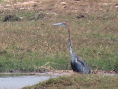 Ardea goliath