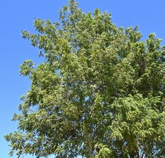 Juglans major