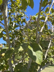 Magnoliaceae