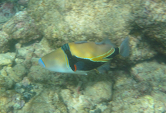 Rhinecanthus rectangulus