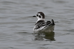 Hydrocoloeus minutus