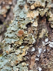 Punctelia bolliana