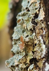 Punctelia bolliana