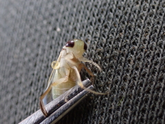 Cymatia rogenhoferi