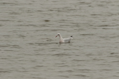 Chroicocephalus genei