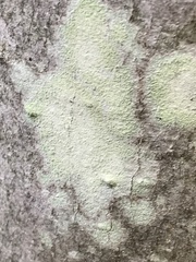 Lecanora thysanophora