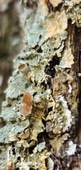 Punctelia bolliana