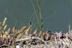 Curio radicans