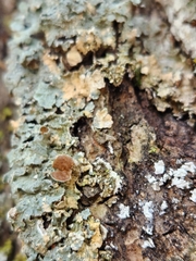 Punctelia bolliana