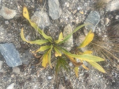 Lactuca serriola