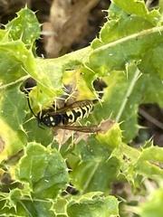 Vespula atropilosa