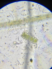 Euastrum abruptum