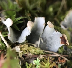 Peltigera didactyla