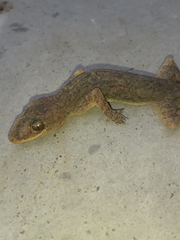 Hemidactylus frenatus