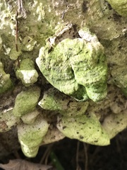 Rigidoporus populinus